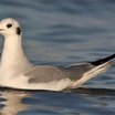 Bonaparte's Gull